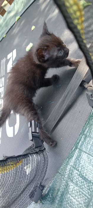 Кошенята, котики