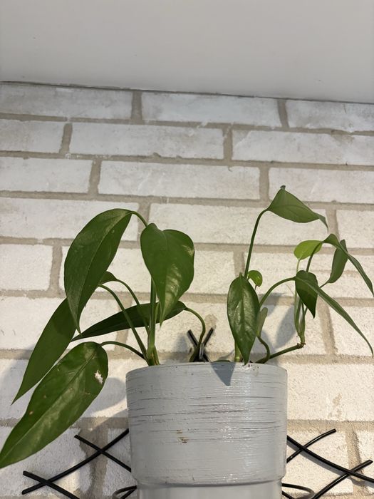 Epipremnum zielone ,pnacze