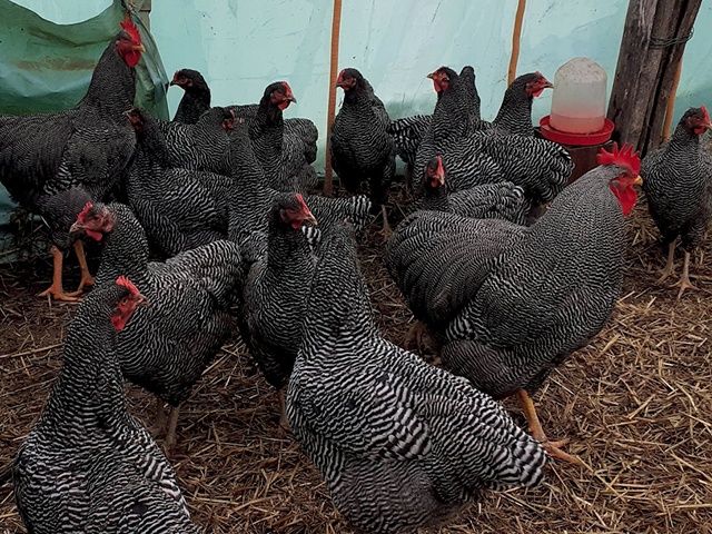 Яйце для інкубації, курчата, Амрокс. Птиця.