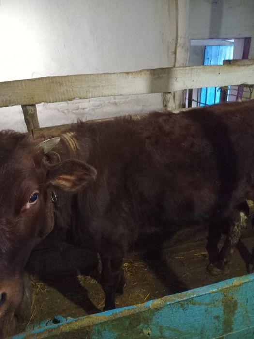 Продаю бичка і теличку