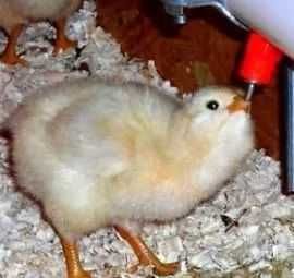 Bebedouro para pintos, galinhas, galos, frangos