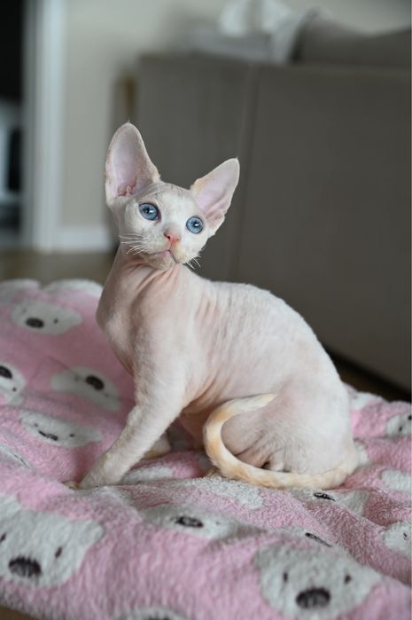 Kocurek devon rex
