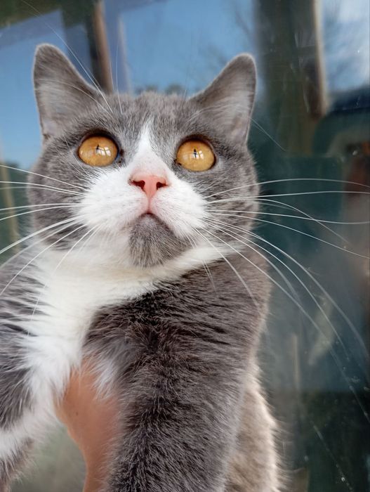 Стерилизованная котёнок-подросток метис британки ищет дом! Котята в хо