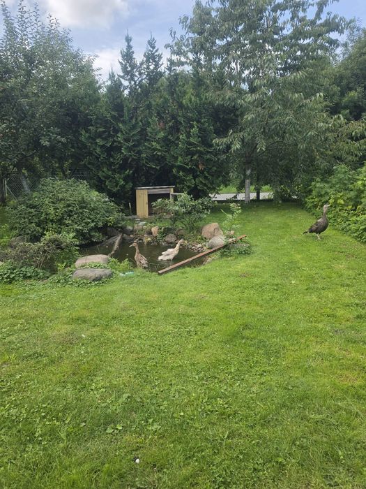 Kaczki Biegusy Indyjskie