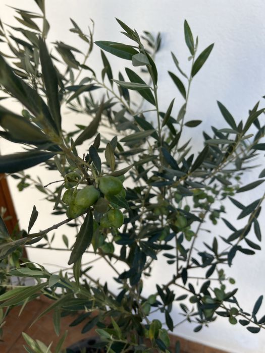Oliveira Galega