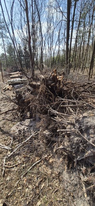 Oddam Karpy, brzoza, sosna