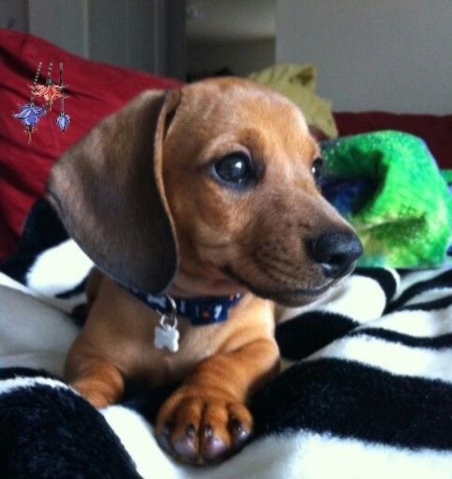 Щенки карликовой таксы