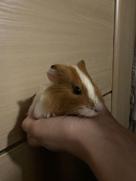 Морські свинки  вік 1 місяць