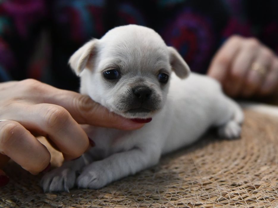 Krótkowłosy chłopczyk chihuahua ZKwP FCI Warszawa