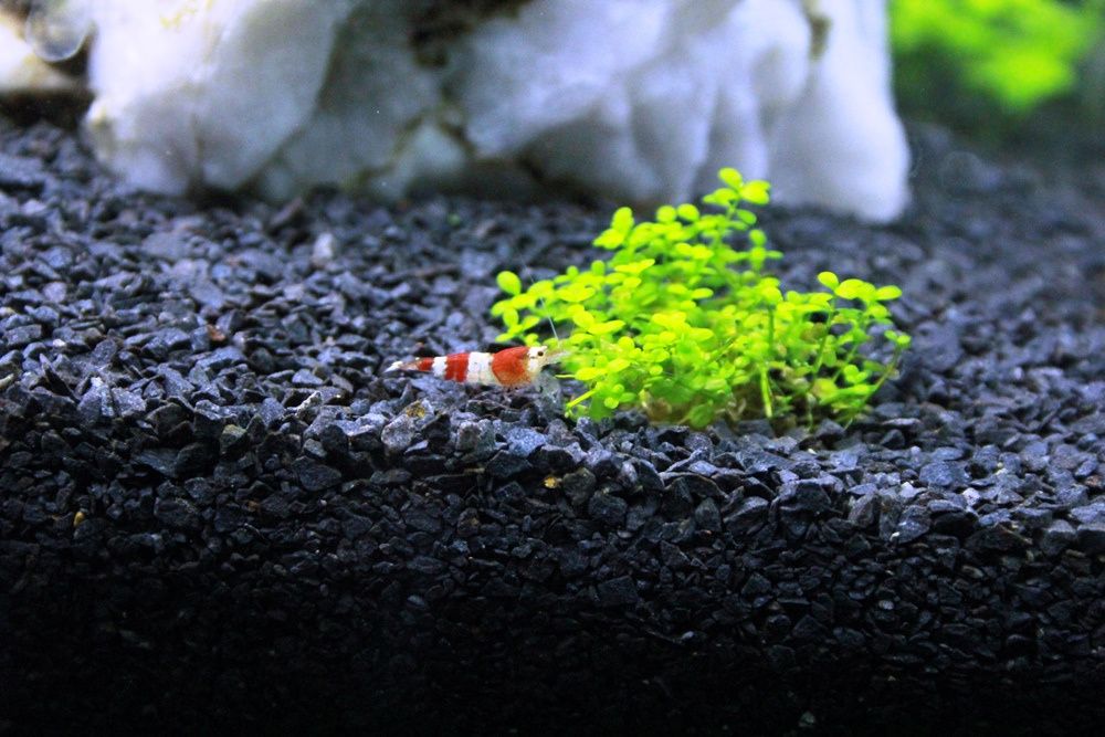 Grys czarny bazalt zasypka fuga do kostki żwirek do Akwarium Nero Eban