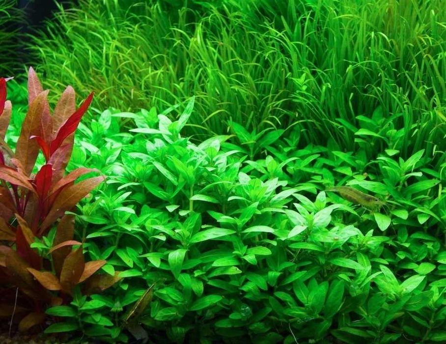 Стаурогин. Аквариумные растения
