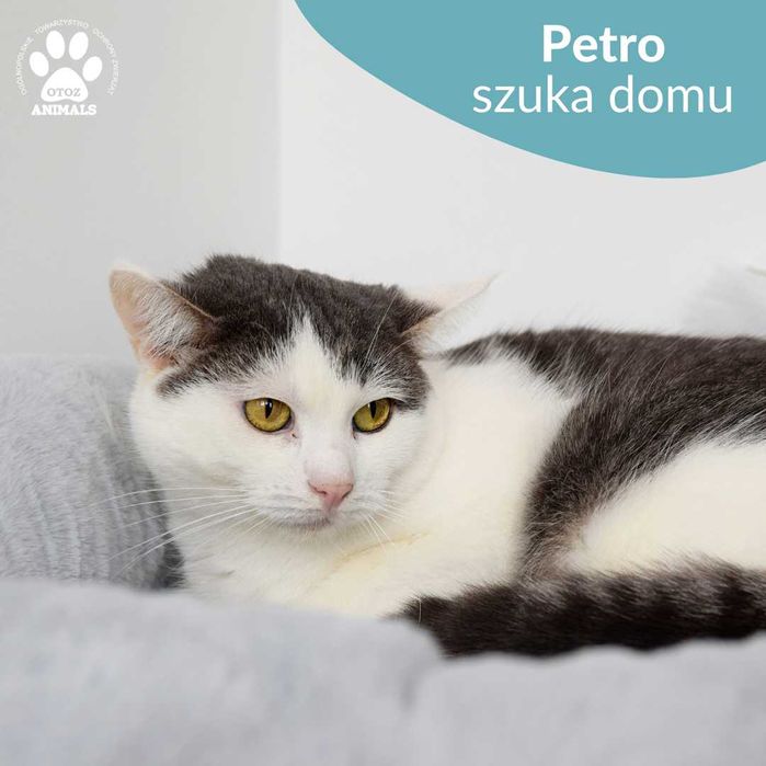 Młody kocurek do adopcji! Poznajcie Petro!