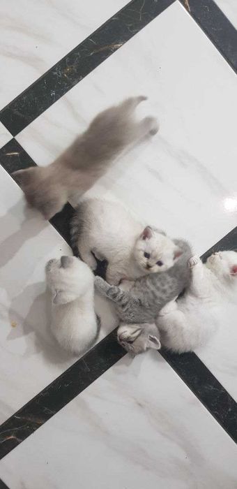 В'язка, Кіт Альберт Британець