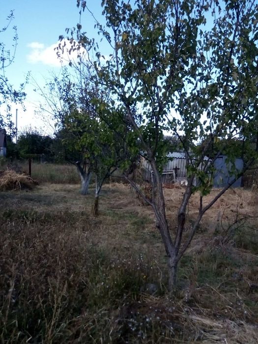 Продам дачу в Чепіліївці кооператив"Білоцерків шина"