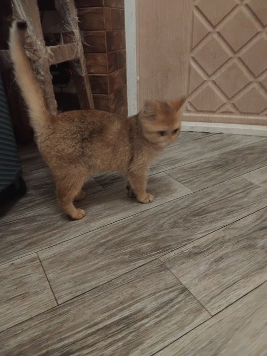 Кошеня золотої шиншили