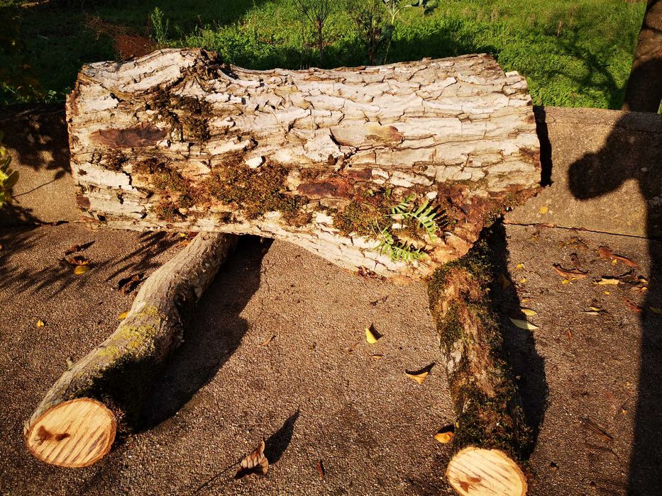 Madeira de NOGUEIRA para esculturas