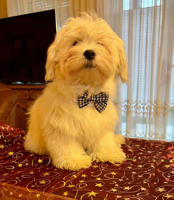 Maltipoo/Hawańczyk ZKwP - JERRY jak ulubiony kot Frieddiego Merkurego