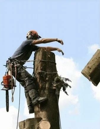 Зрізання дерев, Обрізка, Кронування, Валка,Розпил на дрова