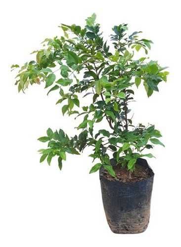 Embaúbas, Moringas, Tamarindo, Jabuticabas   varios tamanhos e valores