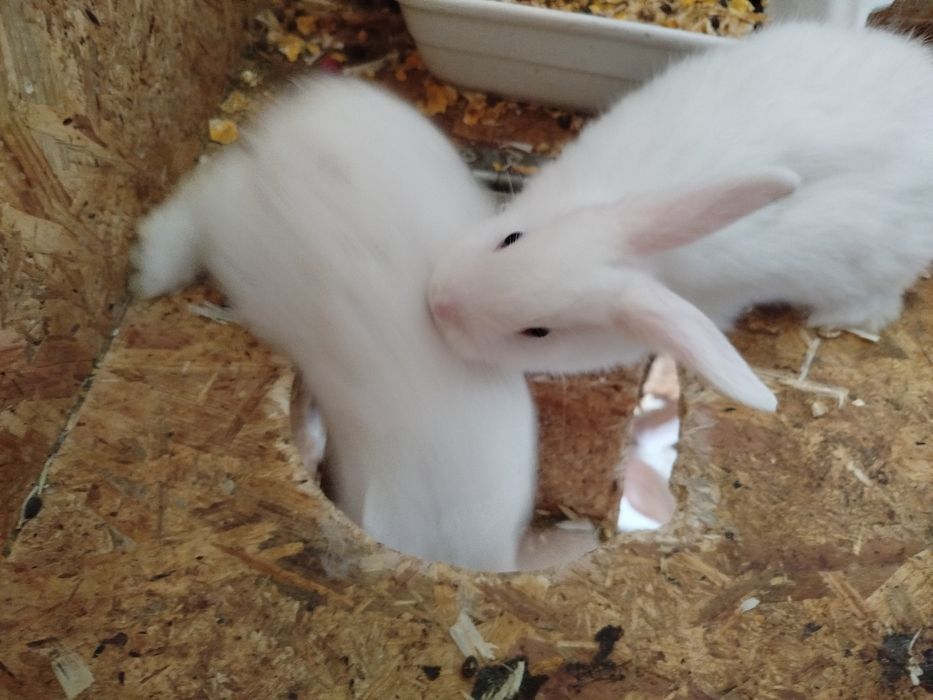 Coelhos anões novos