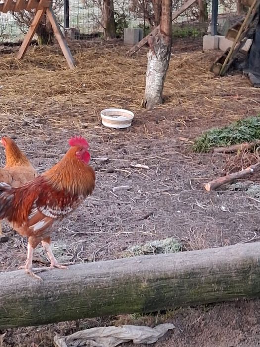 Koguty kogutki mlode