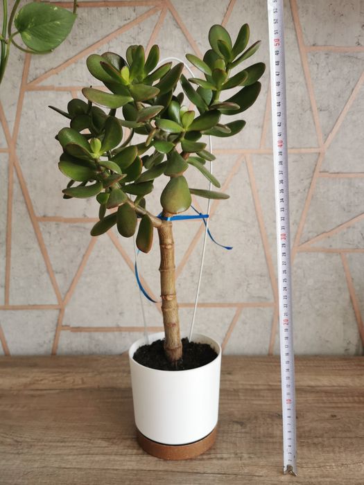 Grubosz (drzewko szczęścia) w doniczce 13 cm, wysokość 50 cm