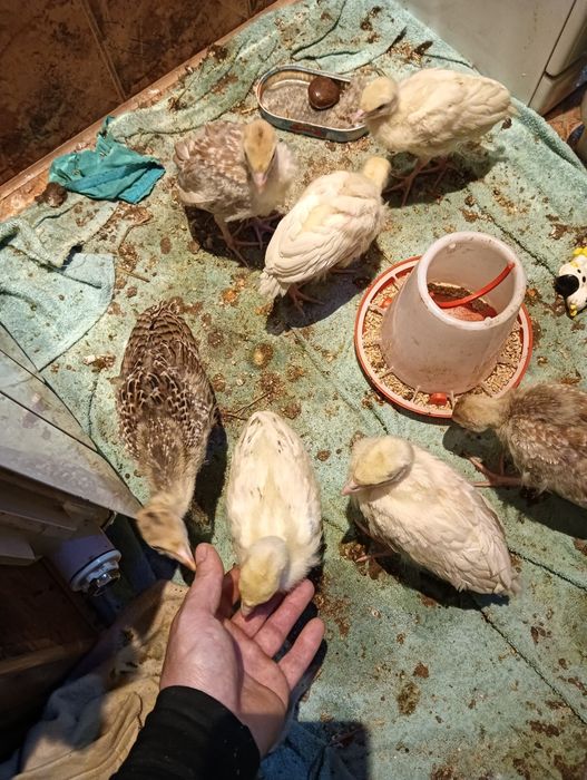 Młode Indyki 7 Sztuk