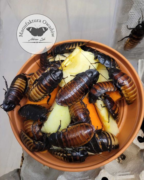 Karaczan madagaskarski - imago 5-8cm (Gromphadorhina portentosa)