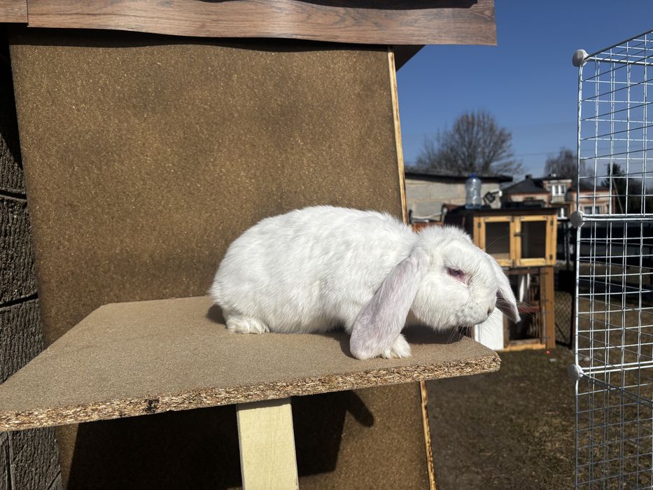 Baran francuski samczyk biały