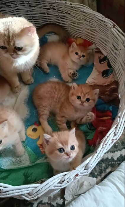 Киев котики и кошечки есть выбор маленьких котят. Обращайтесь котенок это радость в вашем  доме.