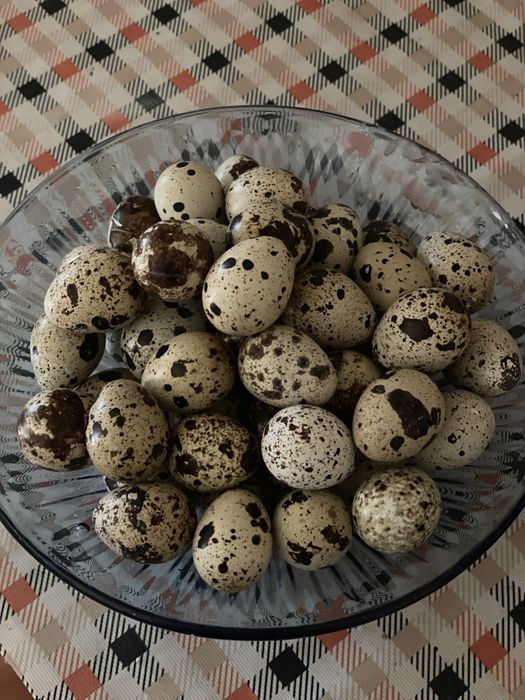 Продам домашні Яйця перепілок