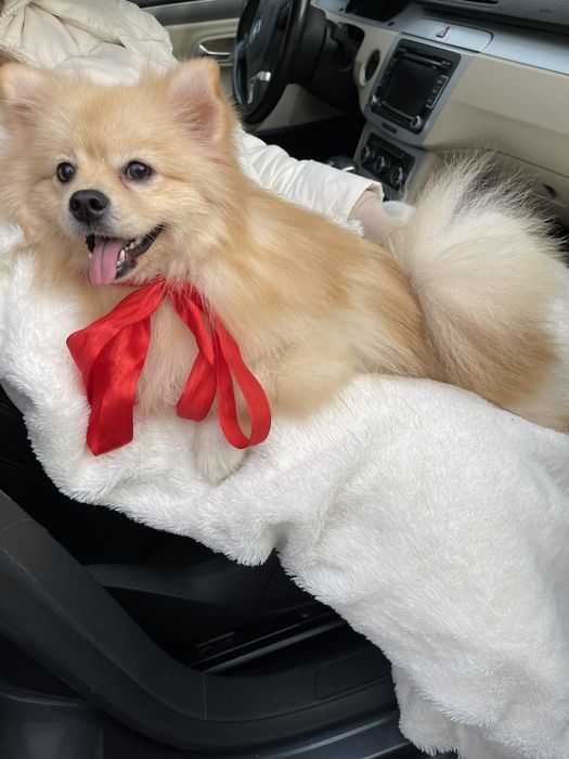 Померанські шпіци — Маленькі моделі для обіймів