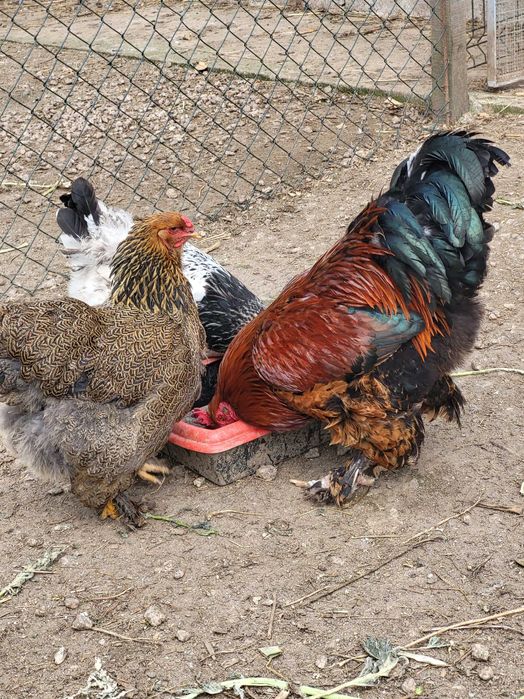 Vendo Aves de Raça Pura Galinhas, Patas