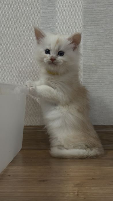 Кошенята Мейн кун