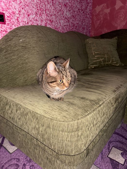 Отдам кошку даром