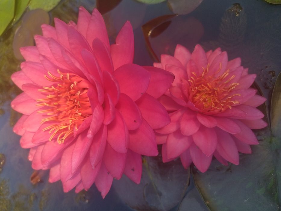 Нимфеи в прудик продам