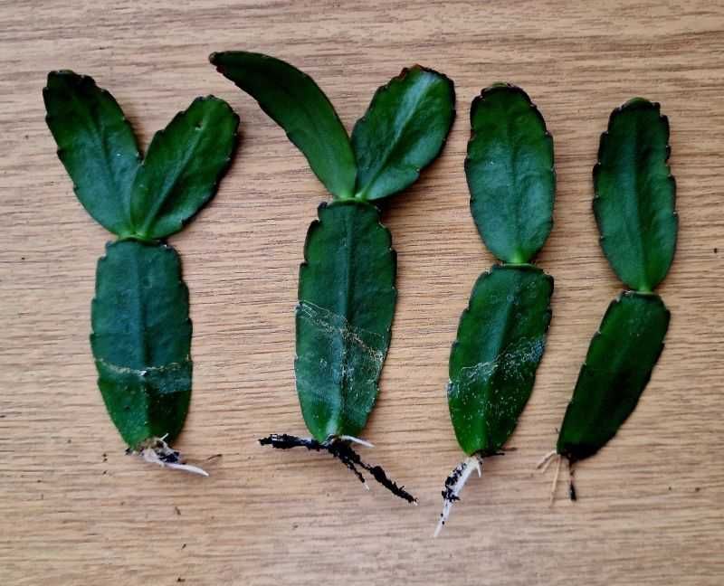 Kaktus wielkanocny sadzonki