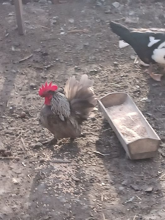 Ostatnia para seram i szabo,chabo