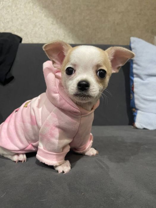 Продам цуценя чихуахуа