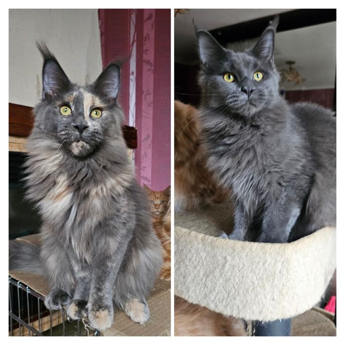 Розплідник пропонує кошенят мейн кунів