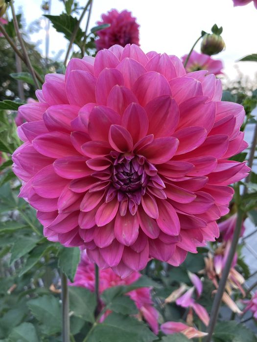 Жоржини георгіни квіти