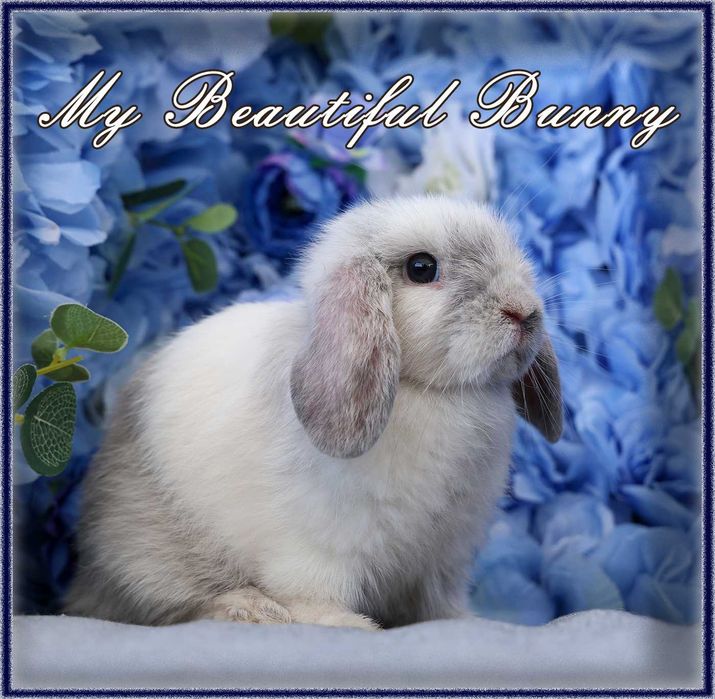 Młody Królik Mini Lop - Rhon