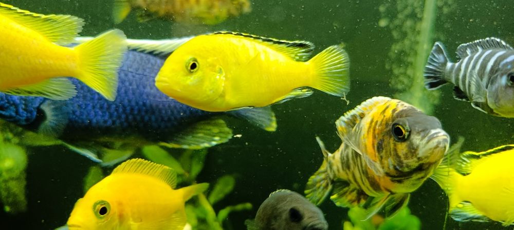 Продам акваріум Jinlonq 250 літрів