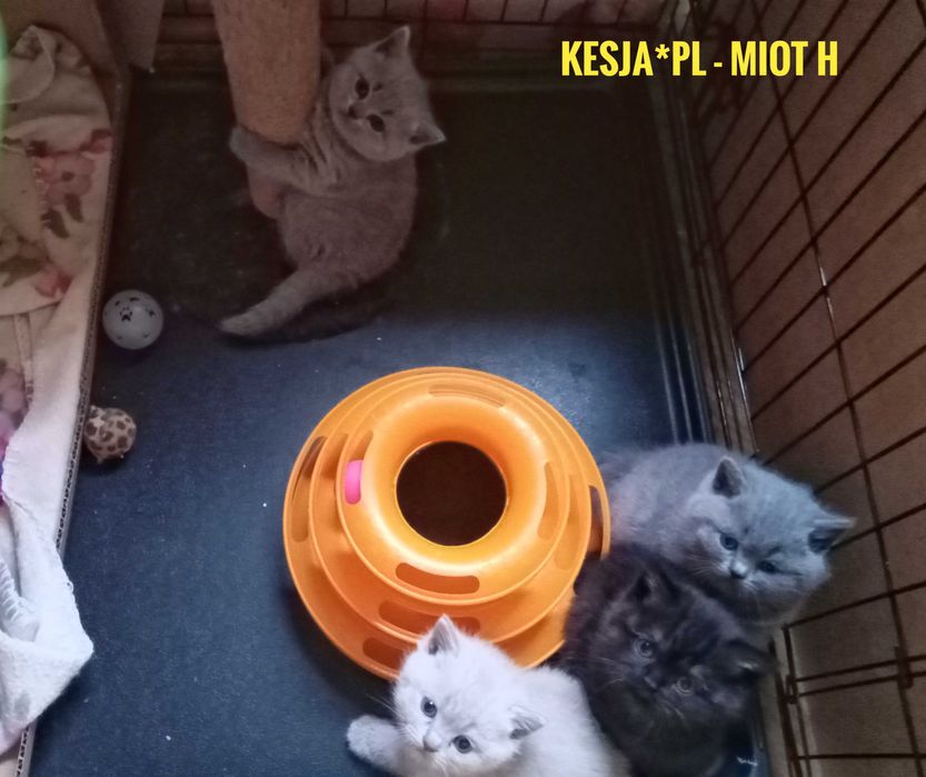 Czarny Kocurek brytyjski rodowód FPL