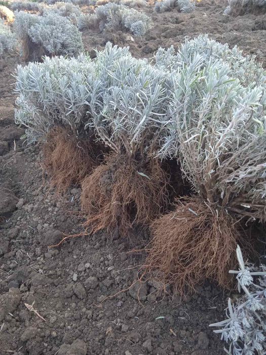 Лаванда Лавандин кущі, саджанці, розсада