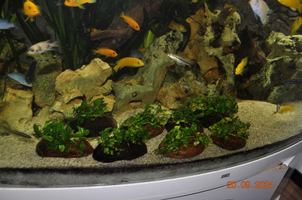 Anubias Nana Pangolino na kokosie, skorupie orzecha kokosowego