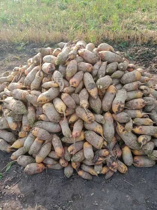 Буряк кормовий Центаур