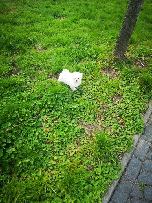 Maltańczyk KOREA biała iskierka chip Rodowód wyprawka