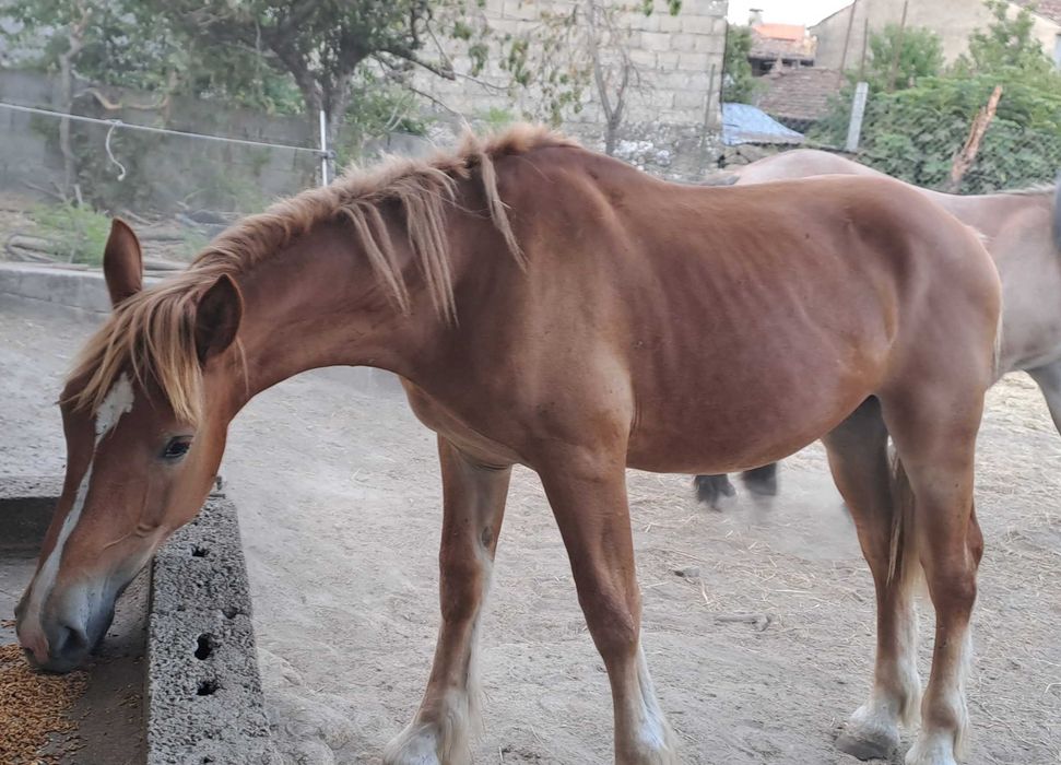 Poldro Breton macho de maio de 2025 registado