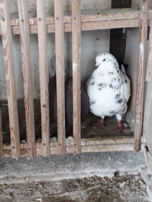 Gołębie rasowe kościerzyna